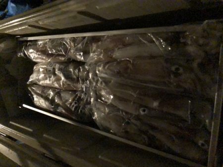 幸風（さちかぜ） 釣果