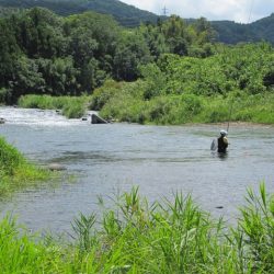 狩野川(狩野川漁業協同組合) 釣果