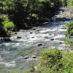 狩野川(狩野川漁業協同組合) 釣果