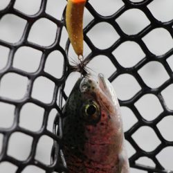 小菅トラウトガーデン 釣果