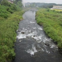 狩野川(狩野川漁業協同組合) 釣果