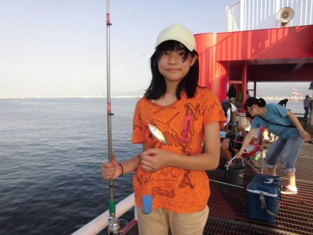 尼崎市立魚つり公園 釣果