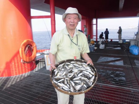 尼崎市立魚つり公園 釣果