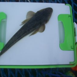 オリジナルメーカー海づり公園(市原市海づり施設) 釣果