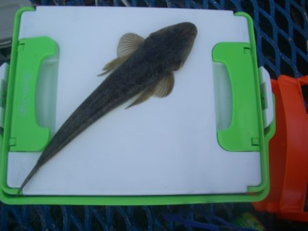 オリジナルメーカー海づり公園(市原市海づり施設) 釣果