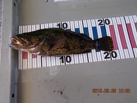 姫路市立遊魚センター 釣果