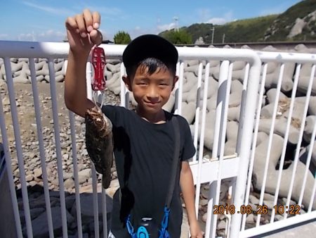 姫路市立遊魚センター 釣果