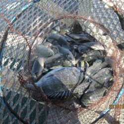 下関フィッシングパーク 釣果