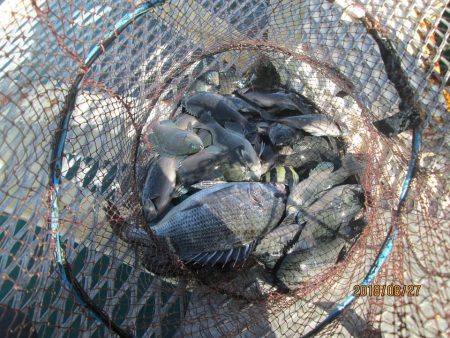 下関フィッシングパーク 釣果