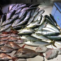 ふじしめ丸 釣果