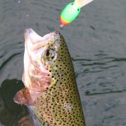 小菅トラウトガーデン 釣果