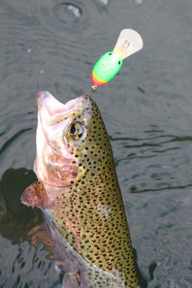 小菅トラウトガーデン 釣果