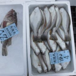 大進丸(新潟) 釣果