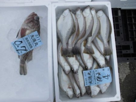 大進丸(新潟) 釣果