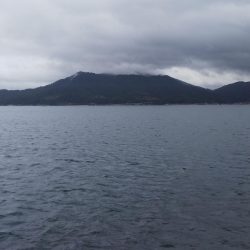 トンビにアオリとられた！