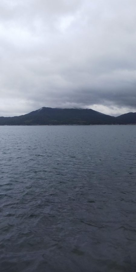 トンビにアオリとられた！