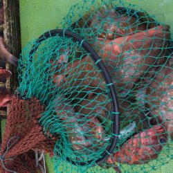 来島海峡で底物狙い