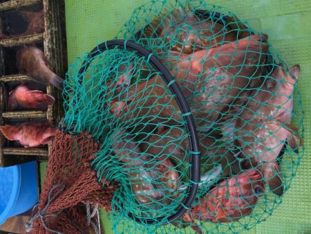 来島海峡で底物狙い