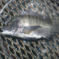 オリジナルメーカー海づり公園(市原市海づり施設) 釣果