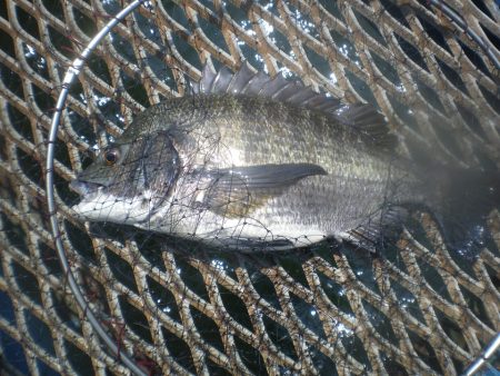 オリジナルメーカー海づり公園(市原市海づり施設) 釣果