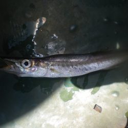 オリジナルメーカー海づり公園(市原市海づり施設) 釣果