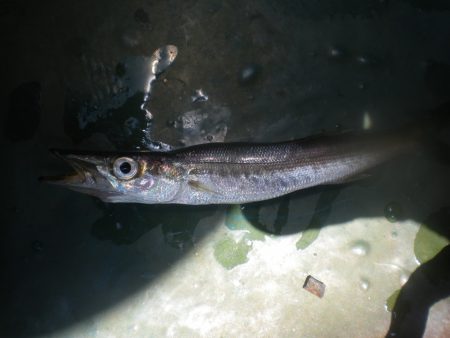 オリジナルメーカー海づり公園(市原市海づり施設) 釣果