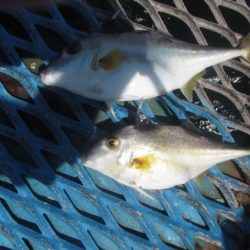 オリジナルメーカー海づり公園(市原市海づり施設) 釣果