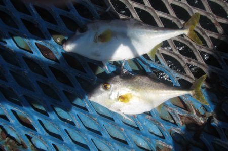 オリジナルメーカー海づり公園(市原市海づり施設) 釣果