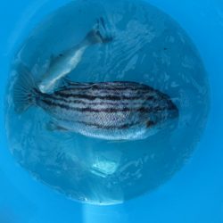 オリジナルメーカー海づり公園(市原市海づり施設) 釣果