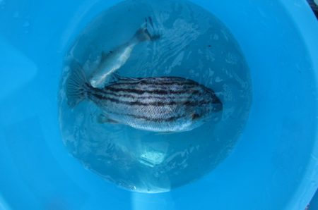 オリジナルメーカー海づり公園(市原市海づり施設) 釣果