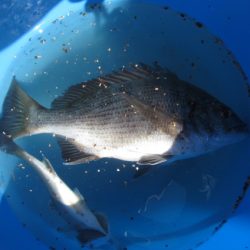オリジナルメーカー海づり公園(市原市海づり施設) 釣果