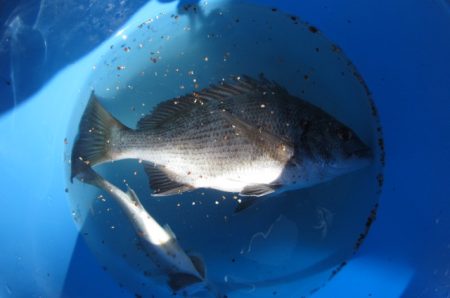オリジナルメーカー海づり公園(市原市海づり施設) 釣果
