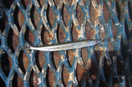 オリジナルメーカー海づり公園(市原市海づり施設) 釣果