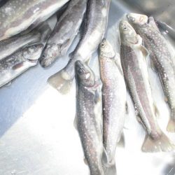 高萩ふれあいの里フィッシングエリア 釣果