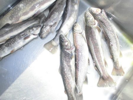 高萩ふれあいの里フィッシングエリア 釣果