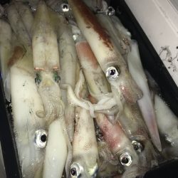 寿裕 （YOSHIHIRO） 釣果