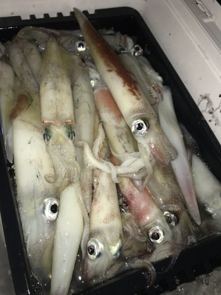 寿裕 （YOSHIHIRO） 釣果