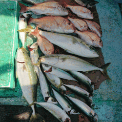 清和丸 釣果
