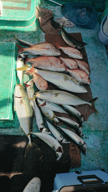 清和丸 釣果