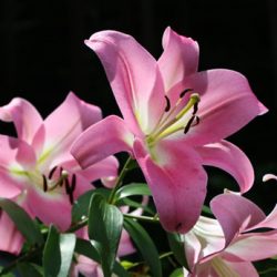 小菅トラウトガーデン 釣果