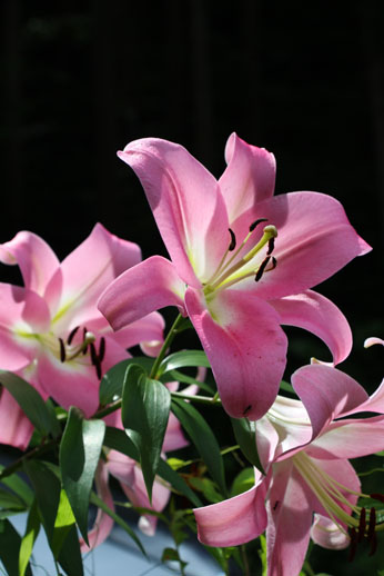 小菅トラウトガーデン 釣果