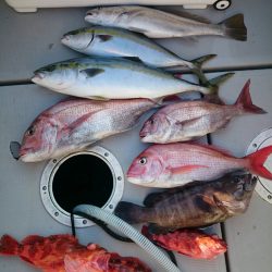 エンペラー 釣果