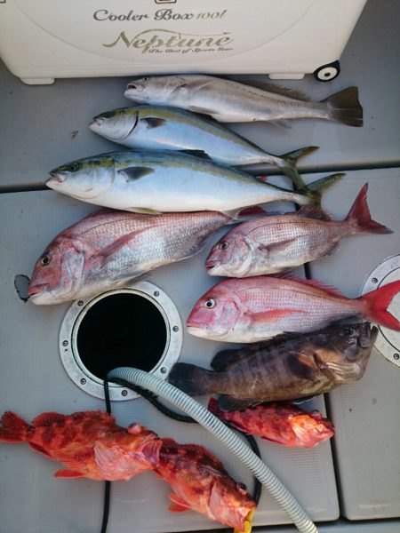 エンペラー 釣果