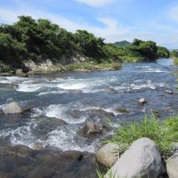 狩野川（狩野川漁業協同組合） 釣果