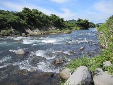 狩野川（狩野川漁業協同組合） 釣果