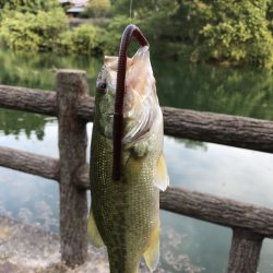 愛媛県 バスフィッシングレポート【ピッコロ氏連載 vol.1】