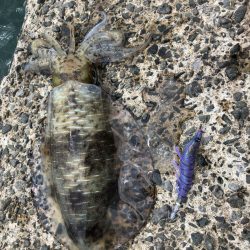 佐賀県 7月エギング釣行記　【ゆう10氏連載 vol.1】