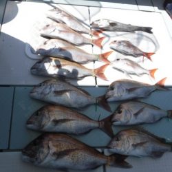 遊漁船 幸友丸 釣果