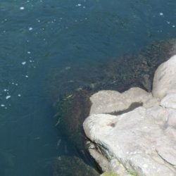 狩野川(狩野川漁業協同組合) 釣果