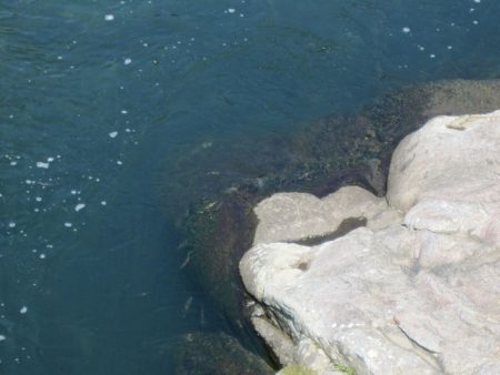 狩野川(狩野川漁業協同組合) 釣果